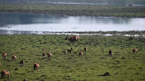 Rhesus Macaque monkeys going towards a hog deer in Kaziranga national park Stock Footage 261684591