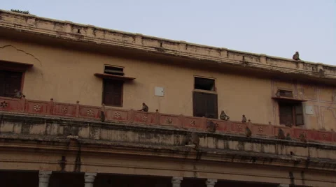 Rhesus Macaque monkeys on a rooftop Vídeo Stock 44906691
