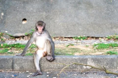 Rhesus macaque with object stuck in its throat, Hong Kong Stock Photos