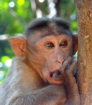 Rhesus macaque Stock Photos