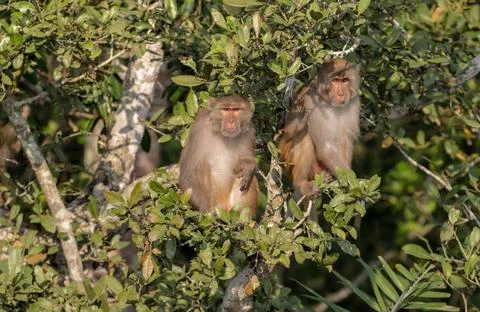 Rhesus macaque Stock Photos