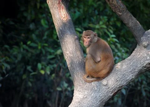 Rhesus macaque Stock Photos