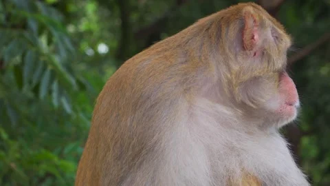Rhesus macaque portrait in green forest Stock Footage 346286060