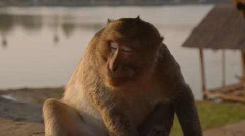 Rhesus Macaque scratching behind the ear Stock Footage 49405733