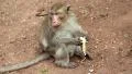 Rhesus macaque sits on the ground and eats banana HD Footage