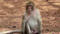 Rhesus macaque sits on a ground HD Footage