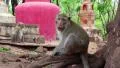 Rhesus macaque sits on roots of tree HD Footage