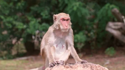 Rhesus Macaque Sitting on Stone and Scratches Her Back in Open Zoo in Thailand Stock Footage 128901751