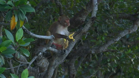Rhesus macaque on tree eating a chicken leg Stockbeeldmateriaal 238017932