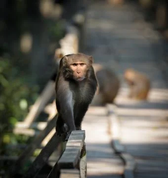 Rhesus macaques monkey. Stock Photos