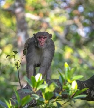 Rhesus macaques monkey. Stock Photos