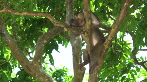 Rhesus macaques Monkeys are sleeping on the trees. Stock Footage 156812896