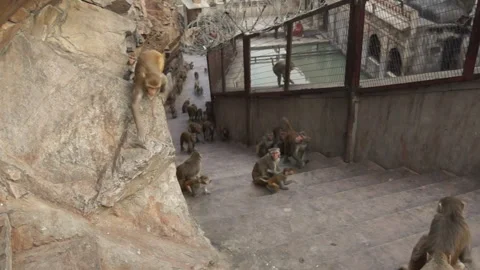 Rhesus macaques running up the stairs of a monkey temple in India, Udaipur Stock Footage 131173566
