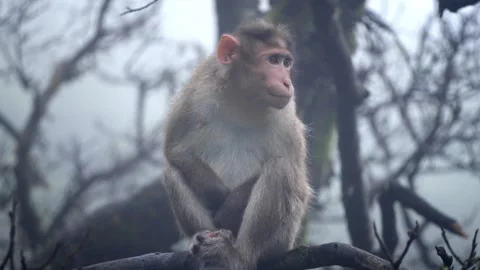 Rhesus Macaques Seated on Trees in Enigmatic Indian Mist Stock Footage 258359181