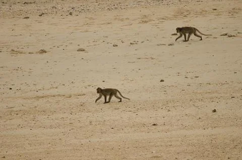 Rhesus macaques walking. Stock Photos