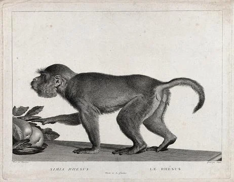 A rhesus monkey advancing towards some fruit on a table. Etching by S. C. M.. Stock Illustration