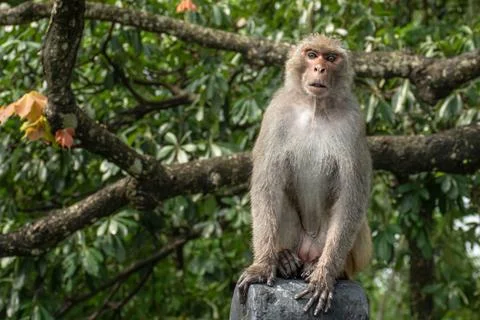 Rhesus monkey Macaca mulatta in the forest Stock Photos