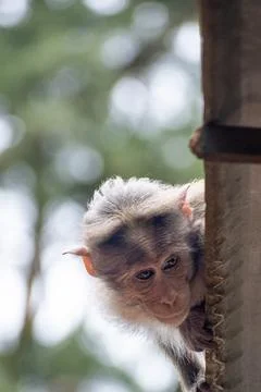Rhesus Monkey (Rhesus Macaque) close up Stock Photos