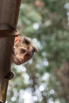 Rhesus Monkey sitting in a tree branch. Stock Photos