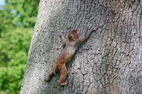 Rhesus Monkey on tree trunk Stock Photos