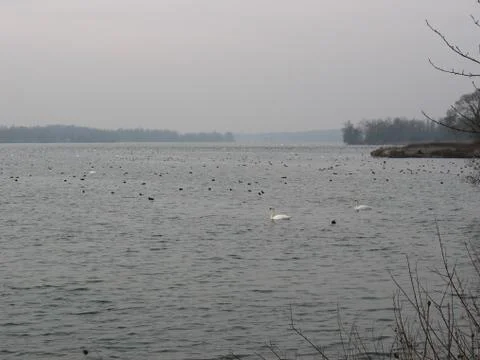 Rhin river during winter Stock Photos