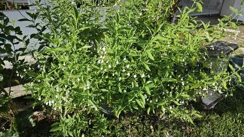 Rhinacanthus nasutus Fotos de archivo