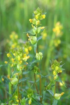 Rhinanthus Fotos de archivo