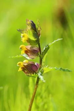 Rhinanthus Fotos de archivo