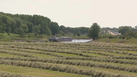 Rhine barge going downstream river IJssel - raked hay in river foreland Stock Footage 132804532