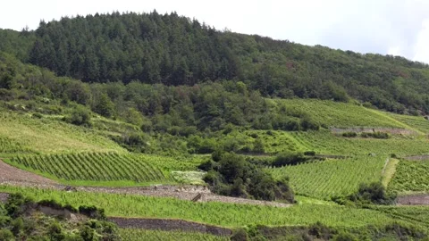Rhine River Vineyards in Germany Stock Footage 280217873