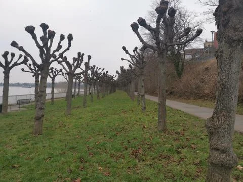 Rhine trees with blunted branches Stock Photos
