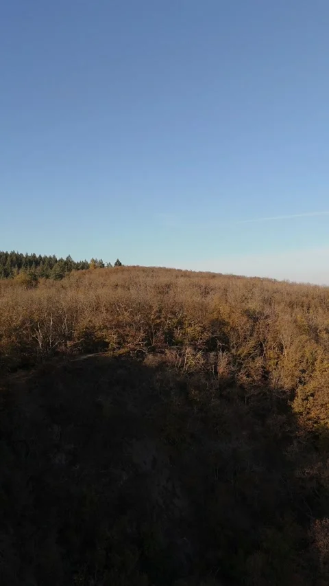 Rhine Valley Forest Hillside Vertical Aerial Autumn Germany 스톡 동영상 338409625