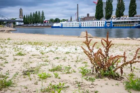 Rhine water level lower than normal, Arnhem, Netherlands - 08 Jul 2026 库存照片