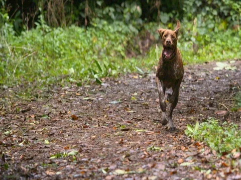Rhinebeck Pointer dog runs through forest slow motion Stock Footage 82094067