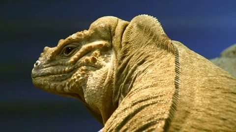 Rhiniceros Iguana Stock Footage 1090859