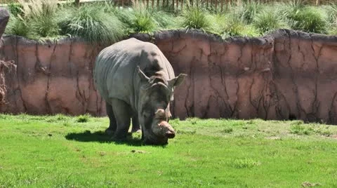 Rhino 01 스톡 동영상 11976617