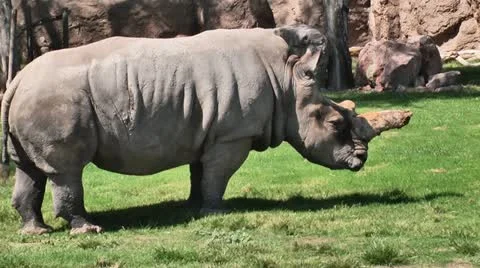 Rhino 02 스톡 동영상 11977250