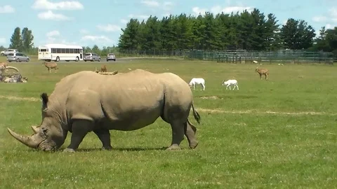 Rhino 1 Stock Footage 90714839
