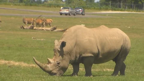 Rhino 2 Video stock 90714825
