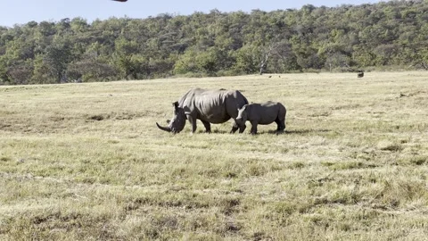 Rhino 2 動画素材 276153351