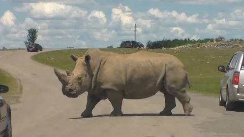 Rhino 3 Stock Footage 90714824