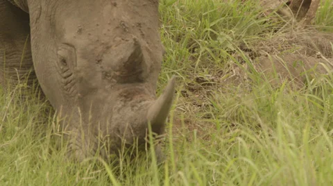 Rhino 4 Stock Footage 27486476