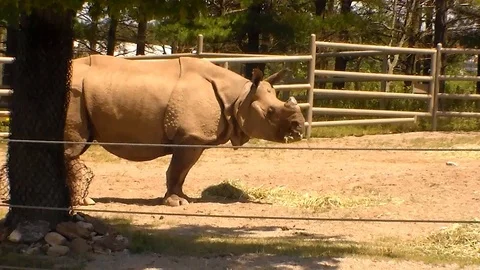 Rhino 4 Stock-Footage 90714809