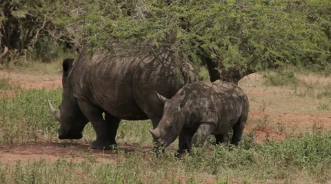 Rhino and calf Stock Footage 28347118