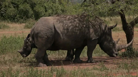 Rhino and calf Stock Footage 28473438