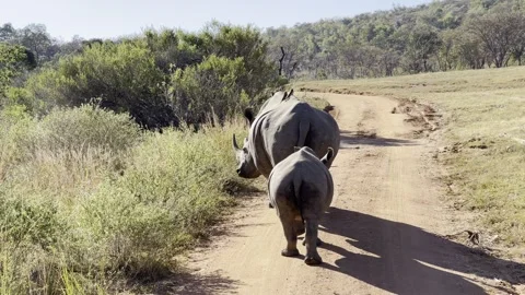 Rhino and Calf 動画素材 276152857