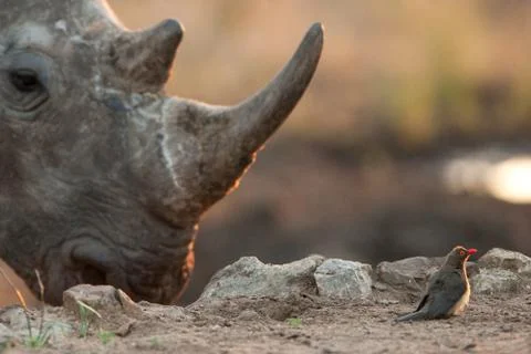 Rhino and tiny bird Stock Photos