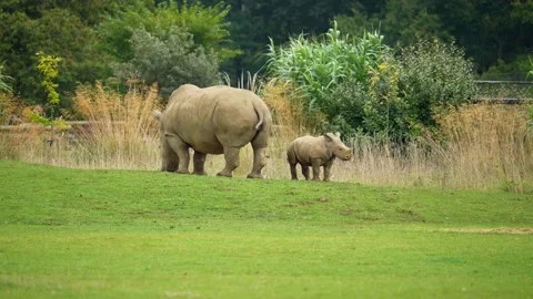 Rhino baby with his mum, slow motion, 4k Stock Footage