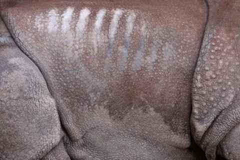 Rhino background Stock Photos