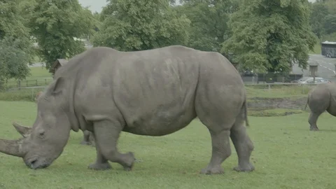 Rhino basking in an open green Stock Footage 112967922